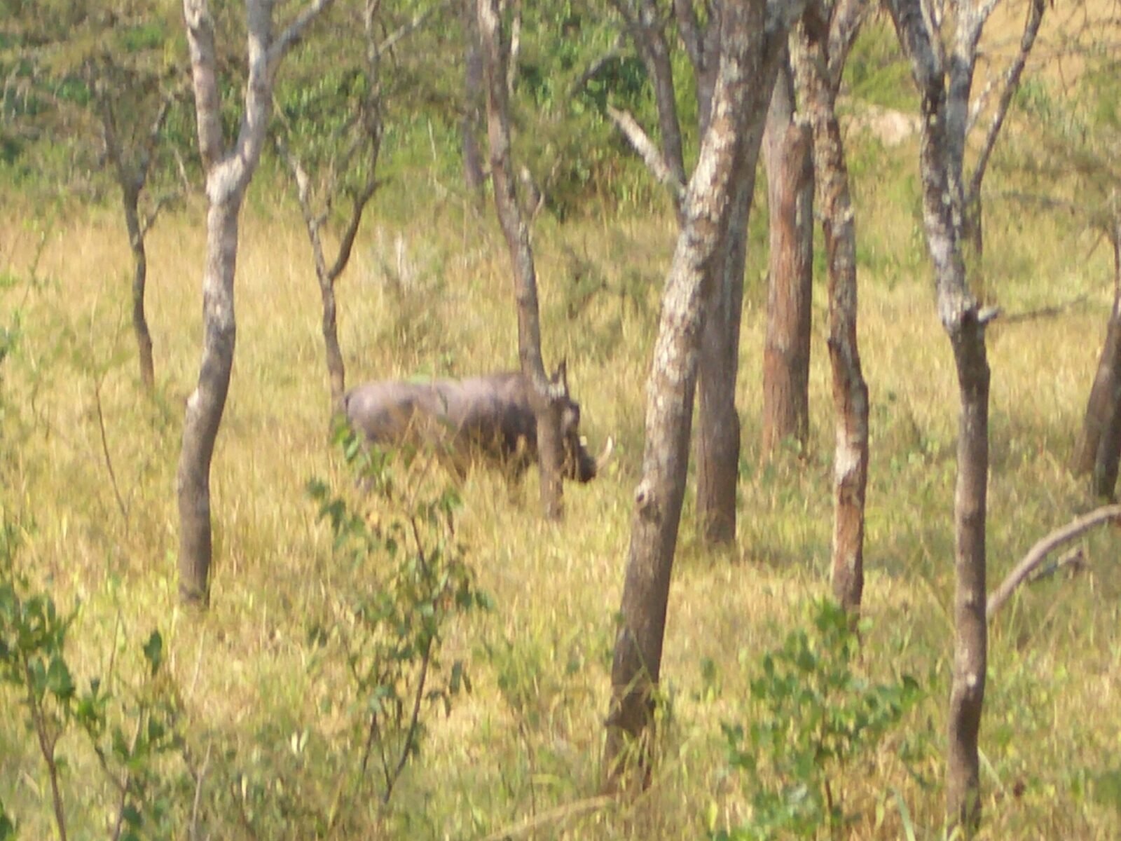Nkuringo Sector Bwindi: The Challenging Trek Is It Right for You?