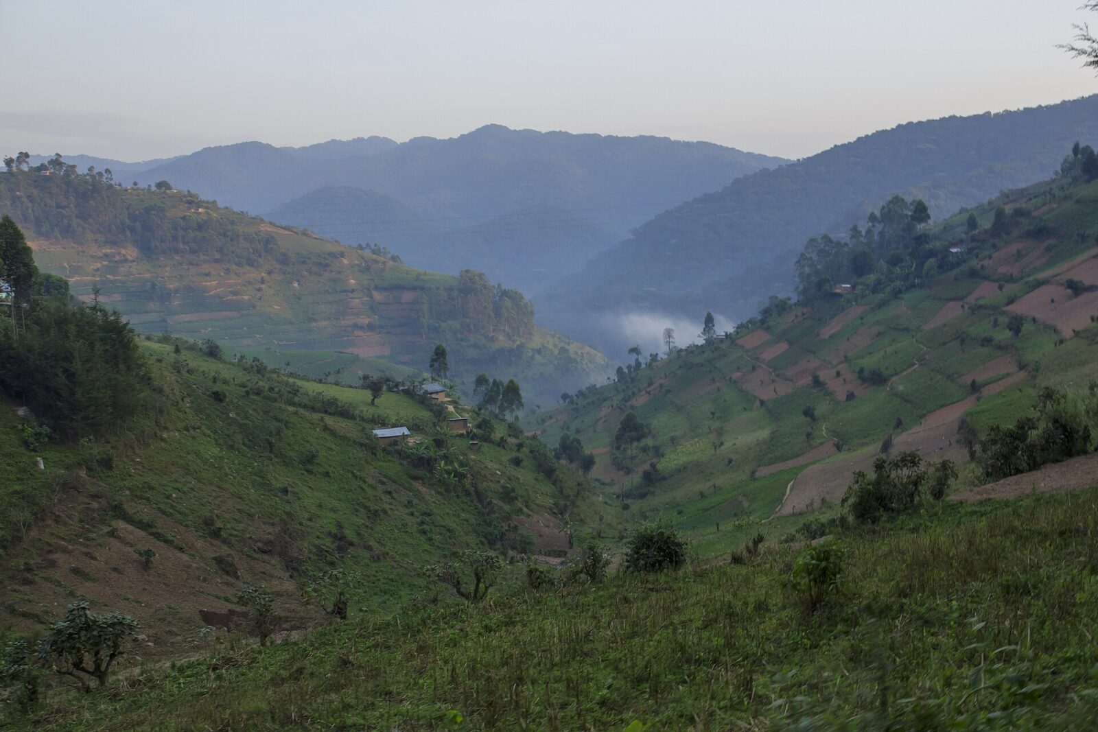 I Was Addicted to Social Media Until I Stood in Bwindi Forest for an Hour