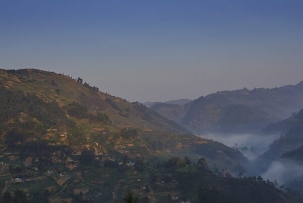 What Makes Bwindi Different From Every Other African Forest