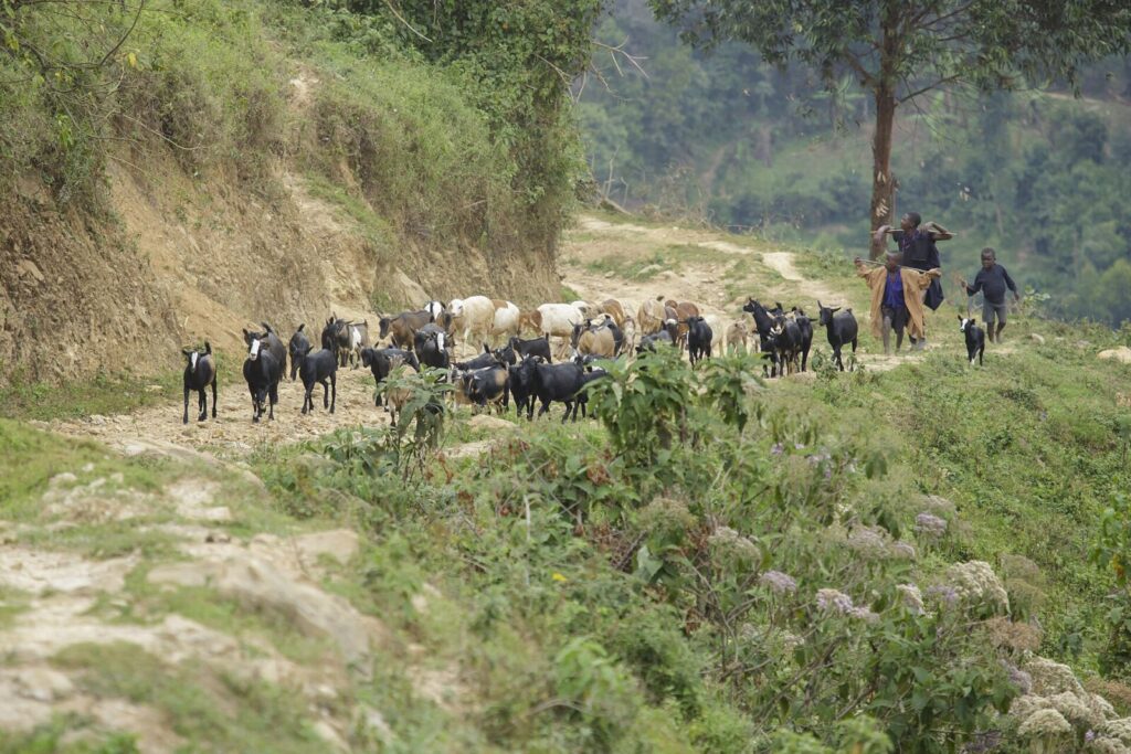 The Bwindi Tea Factory and the Women Who Run It Near the Forest
