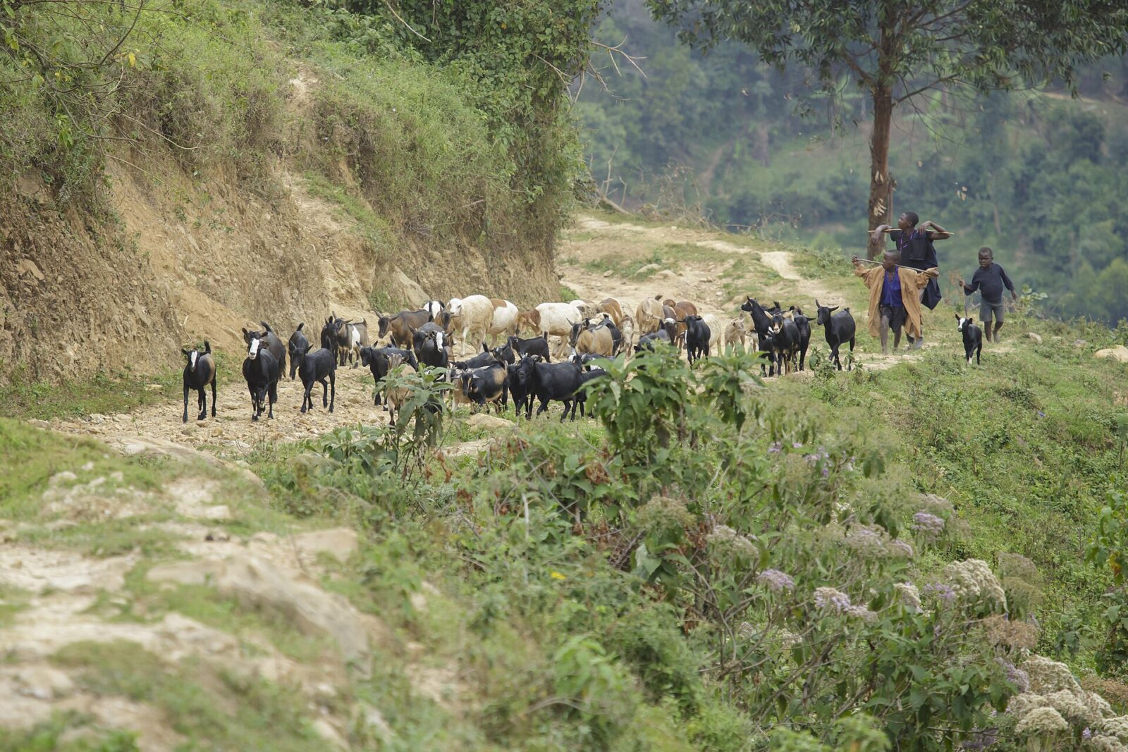 The Bwindi Tea Factory and the Women Who Run It Near the Forest