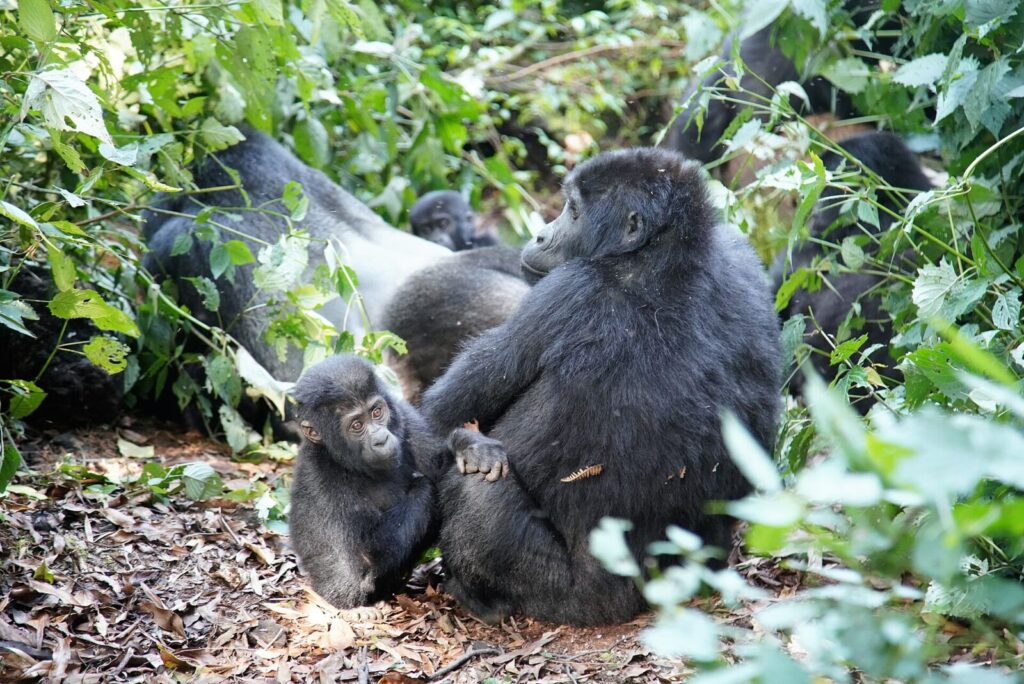 Everything You Need to Know About Gorilla Trekking Uganda in One Page