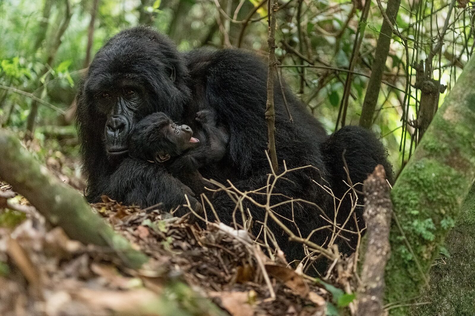 How Rangers Rescued a Baby Gorilla Separated From Its Family