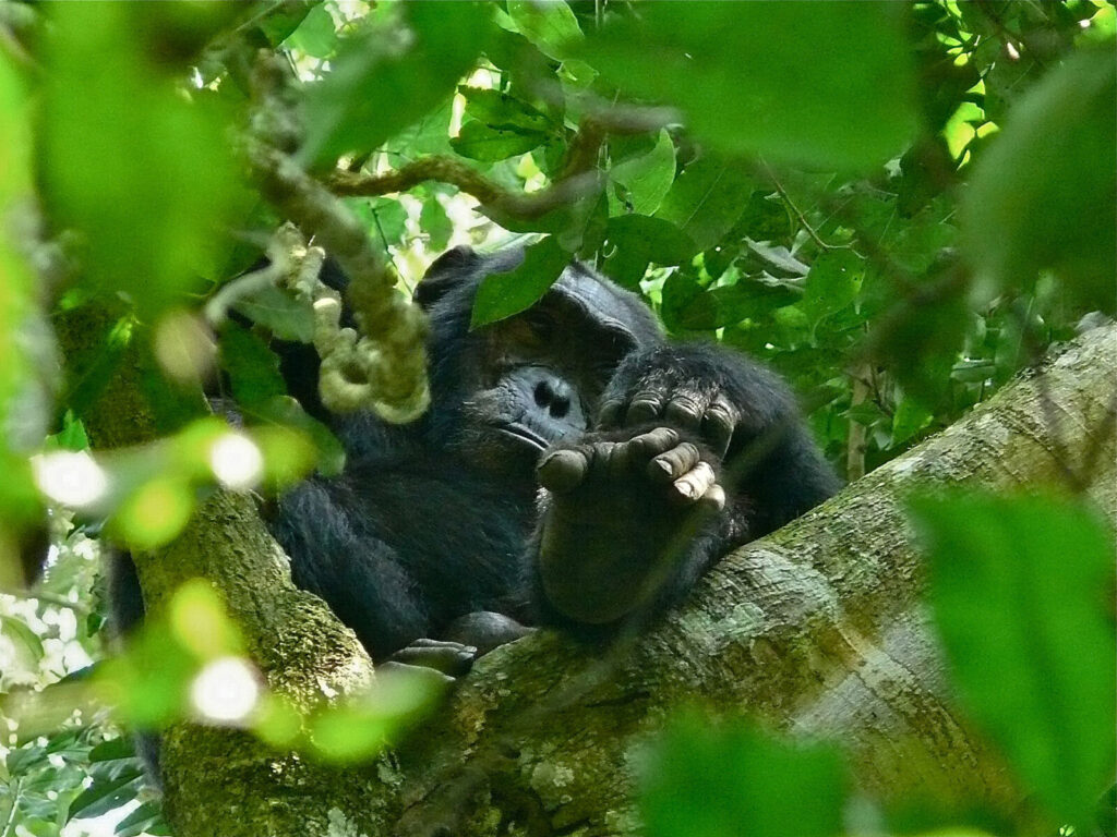 Gorilla Trekking and Ngamba Island Chimps: Complete 5-Day Uganda Itinerary