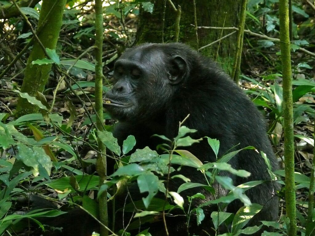 African Primate Tourism: Gorillas, Chimps, Bonobos and Where to See Them