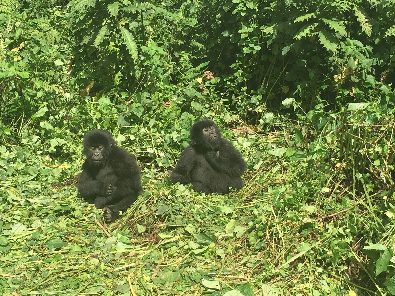 The Infant Gorilla That Survived a Leopard Attack in Bwindi