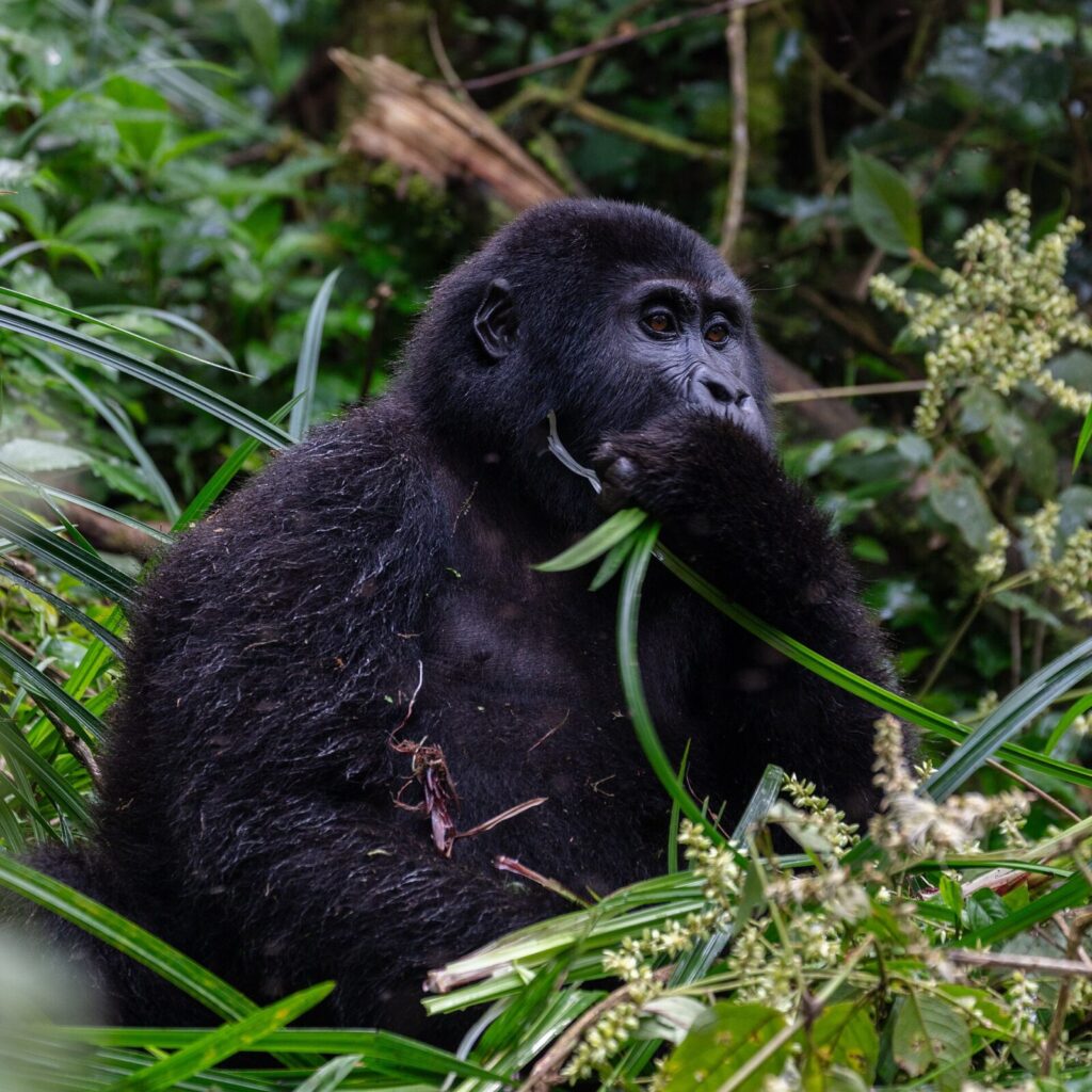 Uganda Travel Insurance: What Cover Do You Really Need