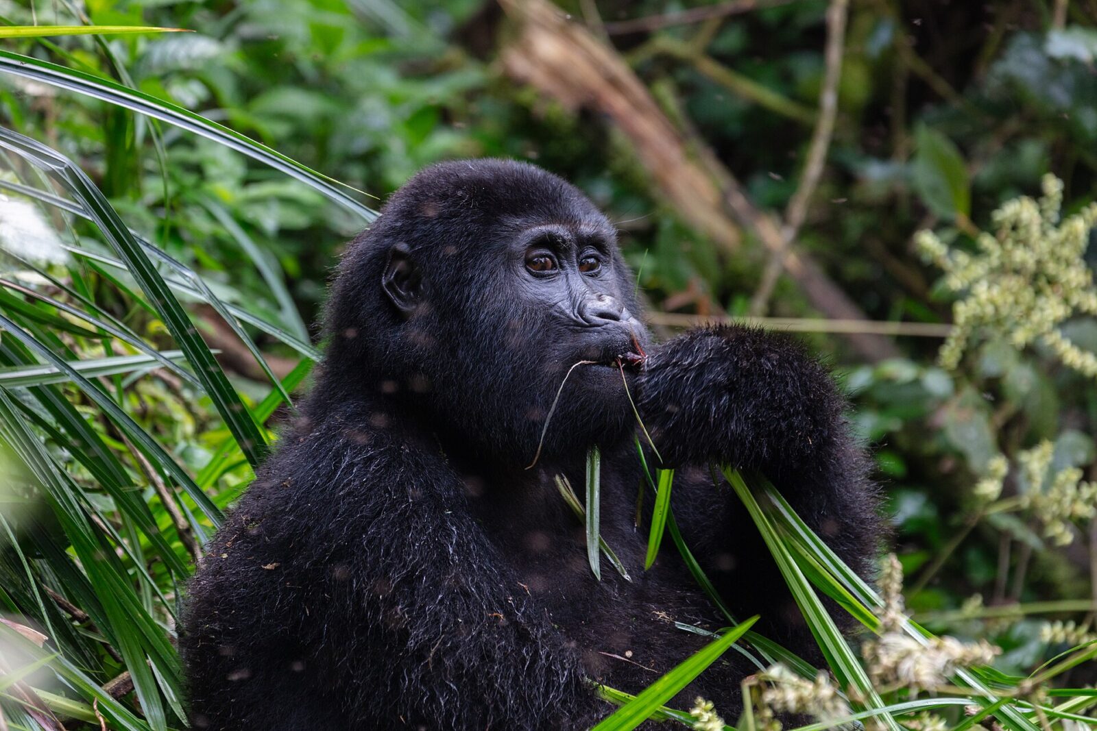 How to Leave a Gorilla Trekking Review That Helps Others