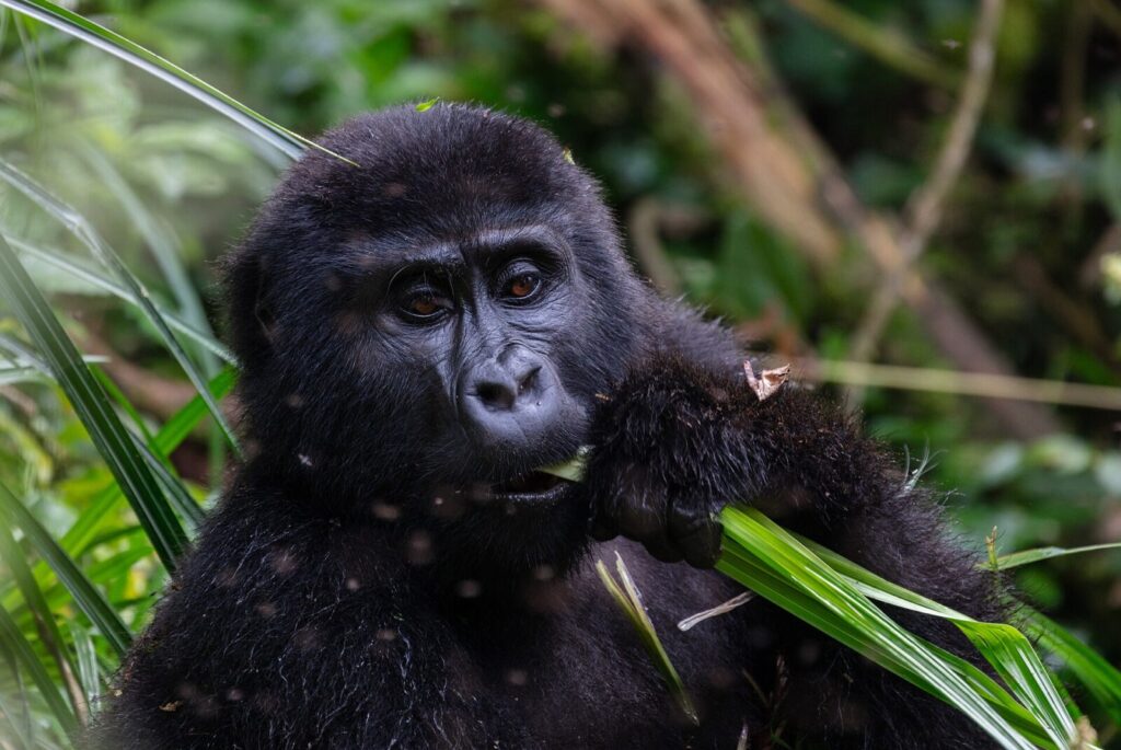 Entebbe to Bwindi: How to Travel After Landing in Uganda