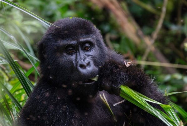 Entebbe to Bwindi: How to Travel After Landing in Uganda