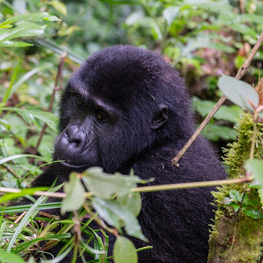 Budget Gorilla Trekking Uganda: Affordable Options for Every Traveler