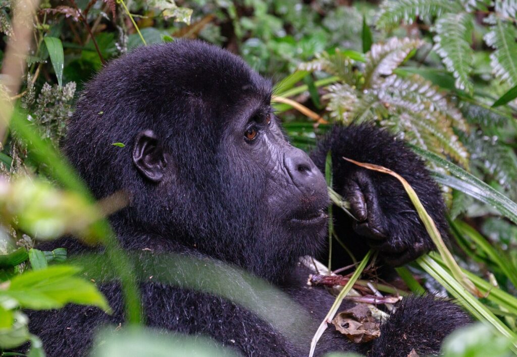 Gorilla Trekking During Grief: What Nature Does That Nothing Else Can