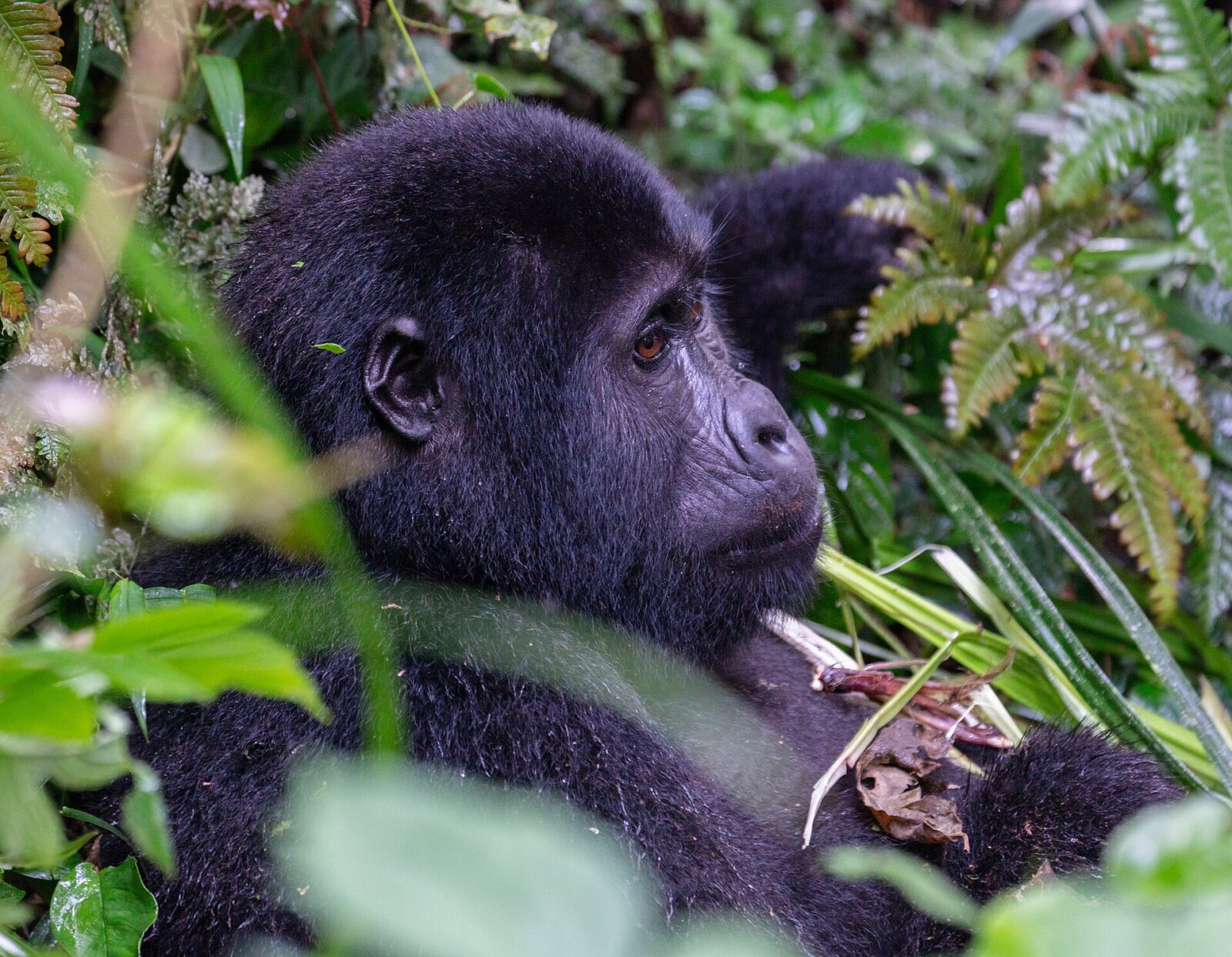 Rabies Vaccination Uganda: Should Gorilla Trekkers Get It