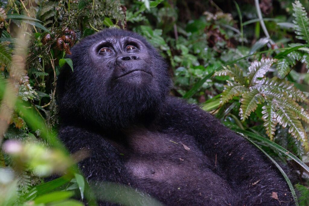 Nairobi to Bwindi: Overland and Fly Options Compared