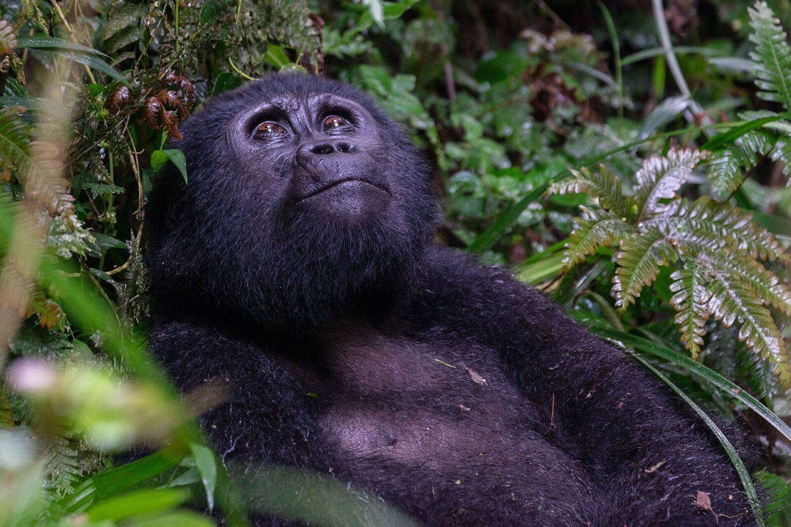 Nairobi to Bwindi: Overland and Fly Options Compared