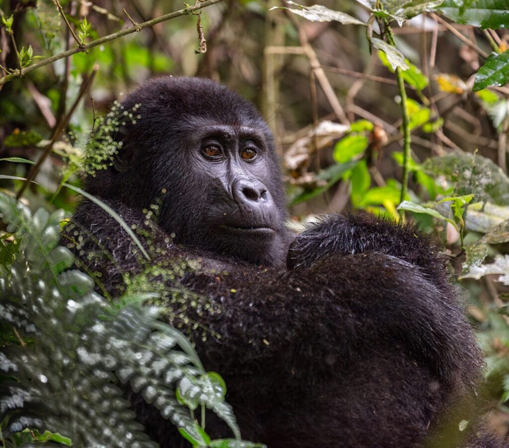 How Many Gorillas Are in Uganda? Population Numbers and Conservation Success