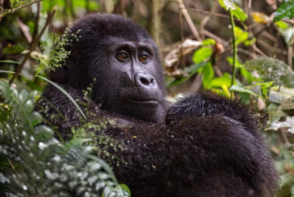 How Many Gorillas Are in Uganda? Population Numbers and Conservation Success