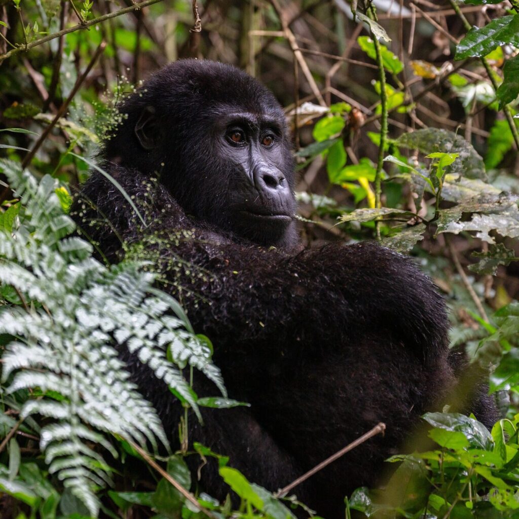 Uganda Gorilla Trekking Cost: Complete Budget Breakdown