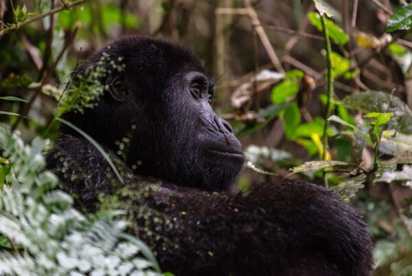 Where Exactly Is Bwindi Impenetrable Forest? Location, Geography, and How to Get There
