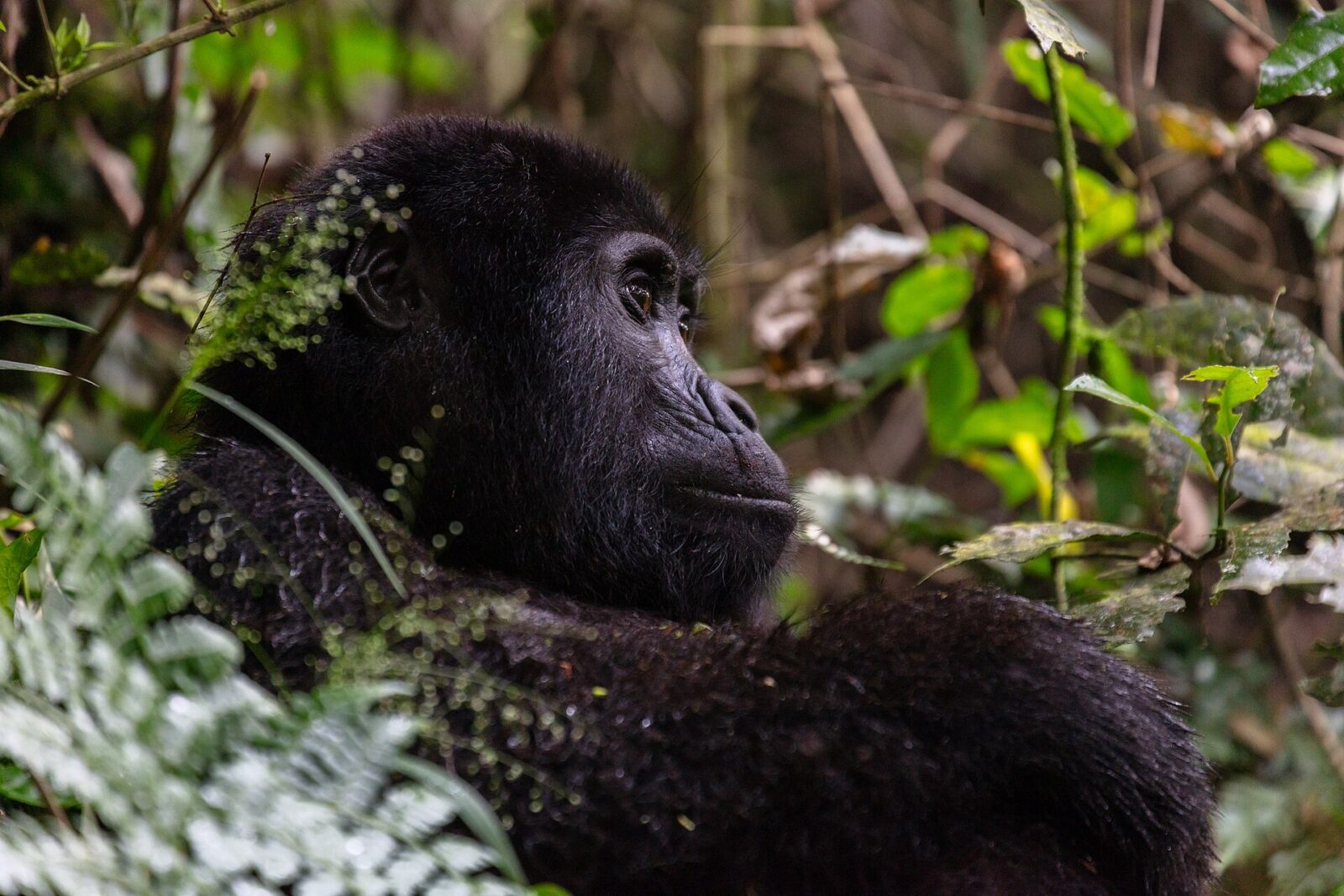 Where Exactly Is Bwindi Impenetrable Forest? Location, Geography, and How to Get There