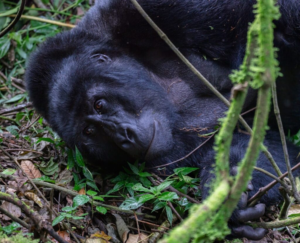 Uganda Gorilla Safari: 7 Days Under ,000 Complete Budget Guide
