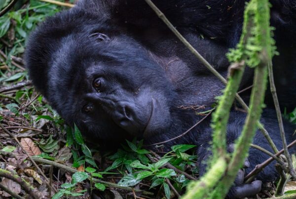 Uganda Gorilla Safari: 7 Days Under ,000 Complete Budget Guide