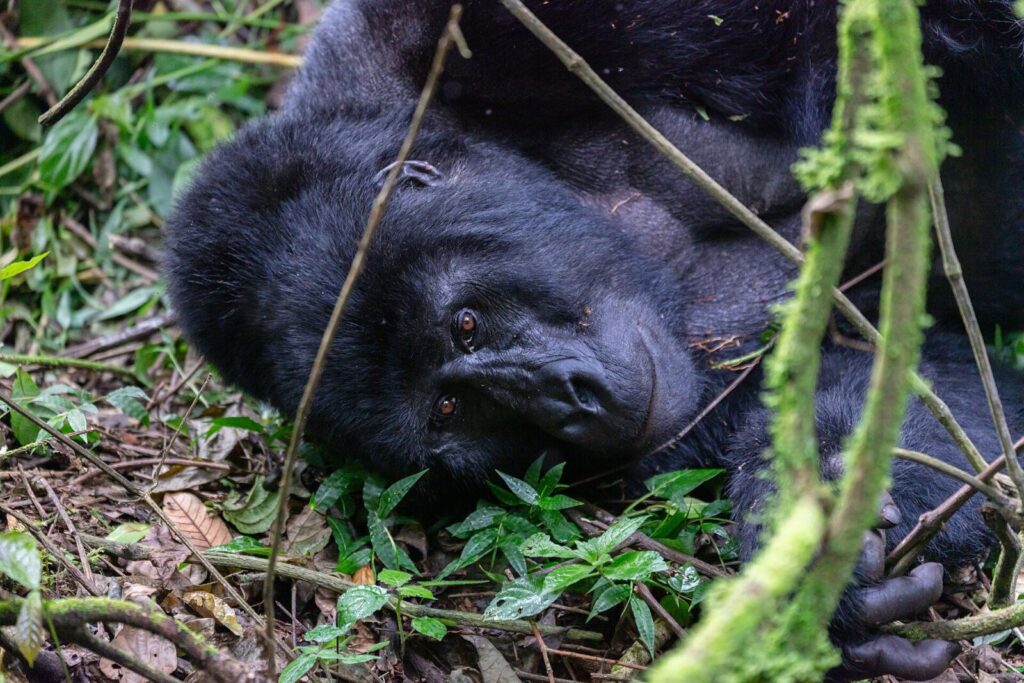 Uganda Gorilla Trekking: Sample Day-by-Day Schedule and What Each Day Looks Like