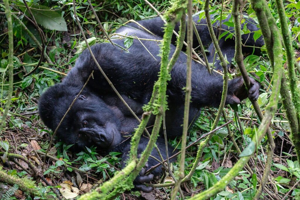 What to Eat on a Gorilla Safari: Food at Uganda Lodges and Safari Camps