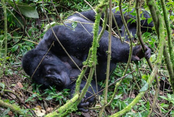 What to Eat on a Gorilla Safari: Food at Uganda Lodges and Safari Camps