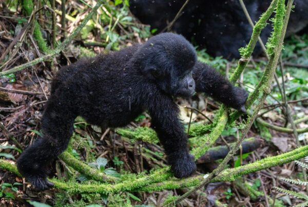 How to Save Money on Gorilla Trekking Without Compromising the Experience