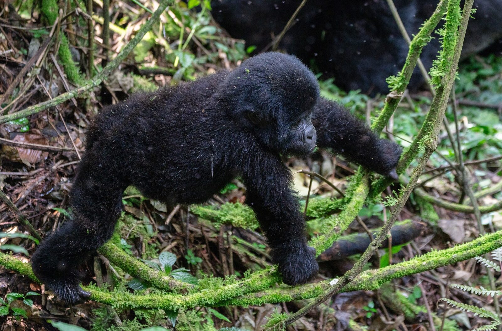How to Save Money on Gorilla Trekking Without Compromising the Experience