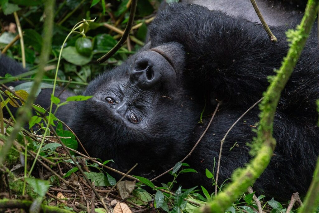 Gorilla Trekking and Rwenzori Mountain Hiking: The Ultimate 2-Week Uganda Combo