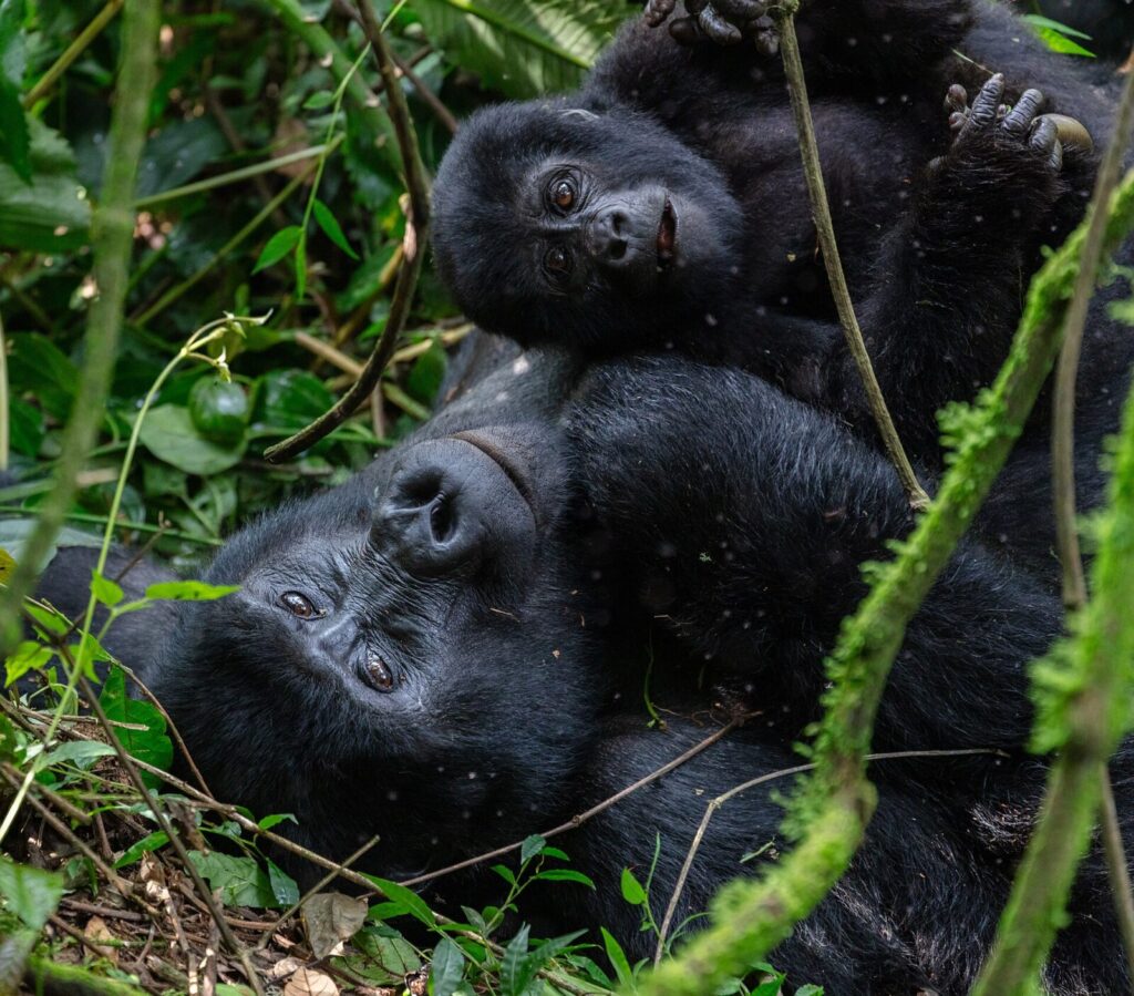 Uganda Gorilla Trekking: Best Travel Agents and Booking Platforms 2026