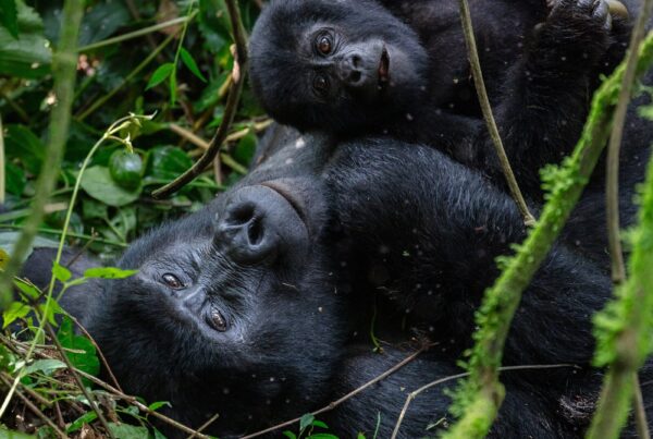 Uganda Gorilla Trekking: Best Travel Agents and Booking Platforms 2026