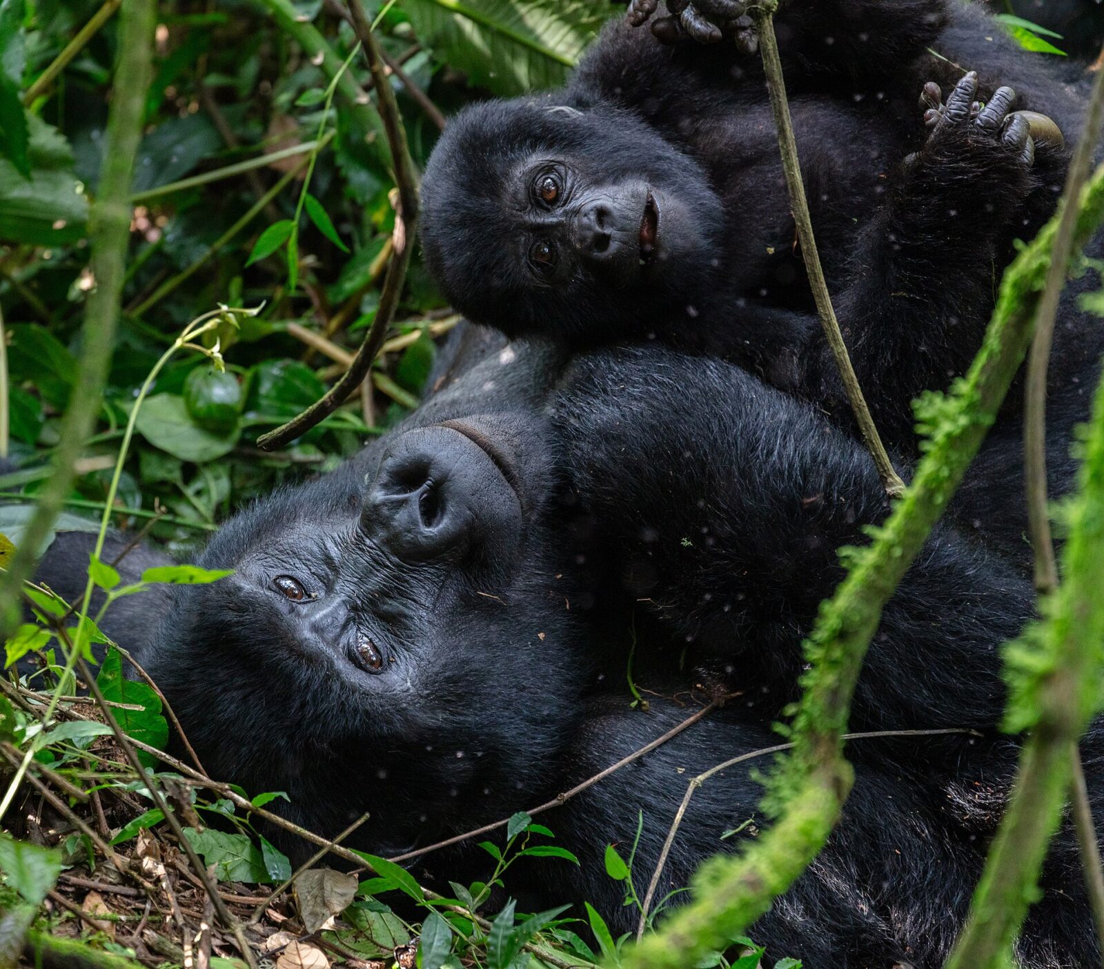 Uganda Gorilla Trekking: Best Travel Agents and Booking Platforms 2026