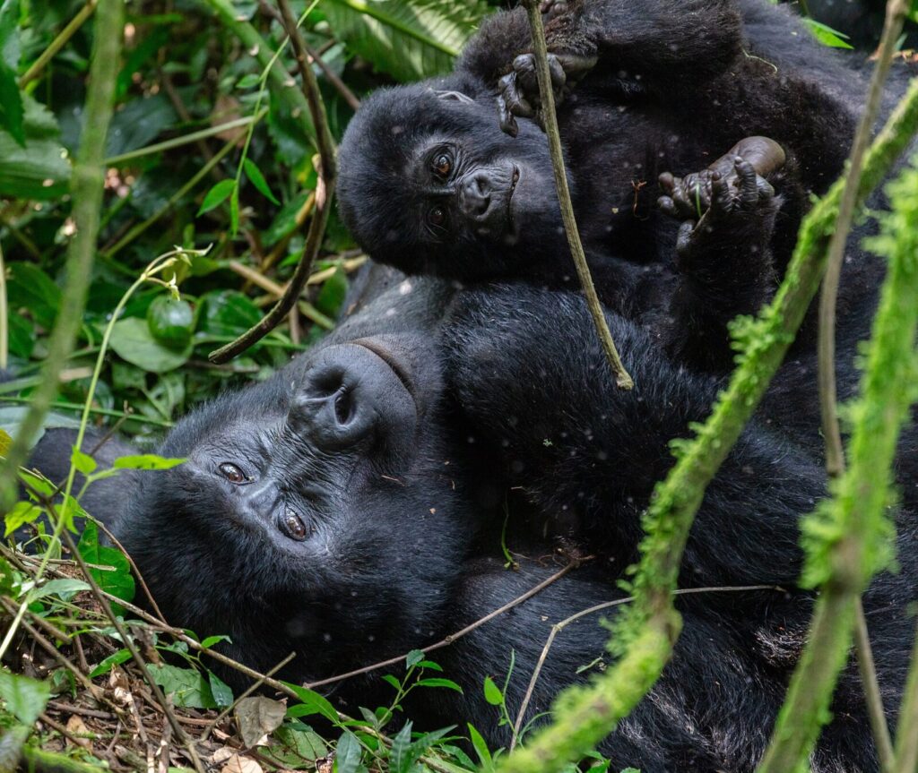 When Was Gorilla Trekking Invented? A Brief History of Mountain Gorilla Tourism
