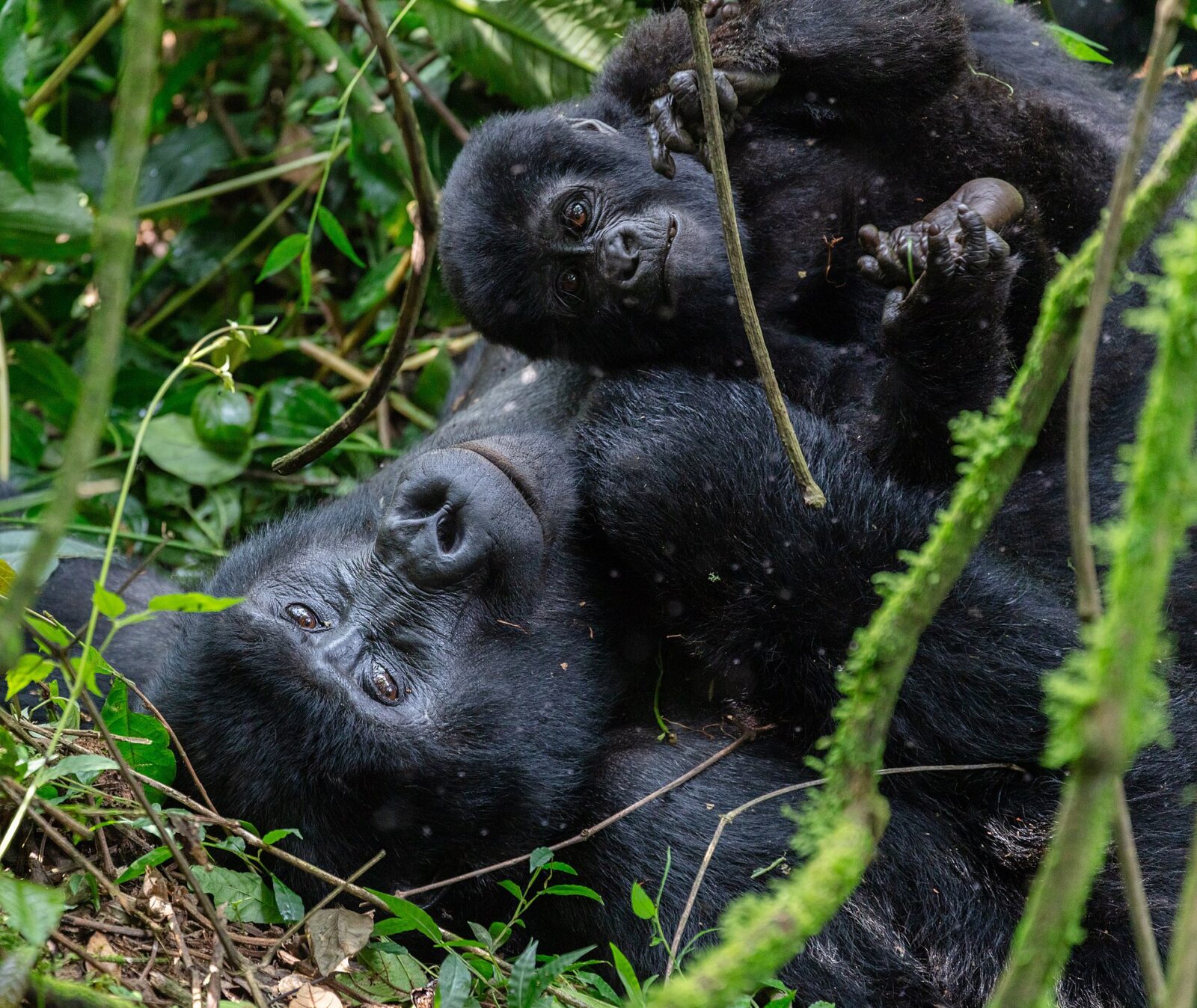 When Was Gorilla Trekking Invented? A Brief History of Mountain Gorilla Tourism