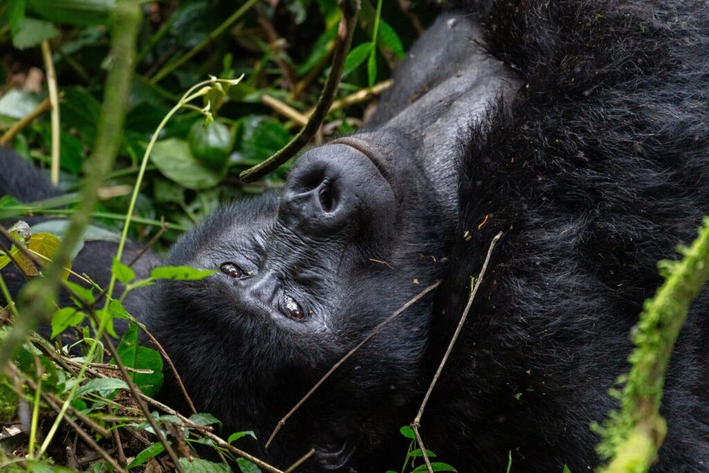 How Many Tourists Visit Uganda Each Year for Gorillas? Tourism Statistics Explained
