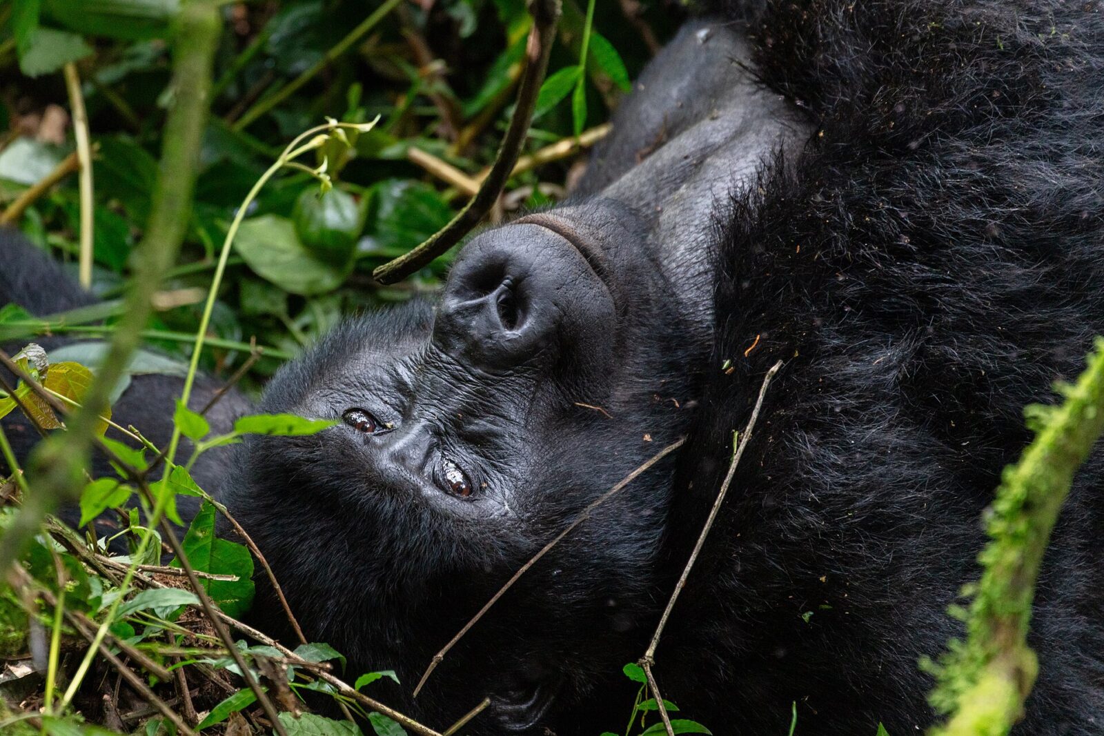 How Many Tourists Visit Uganda Each Year for Gorillas? Tourism Statistics Explained