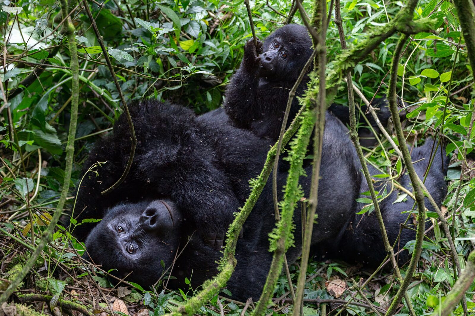 Can You See Gorillas Without a Permit? The Honest Answer for 2026