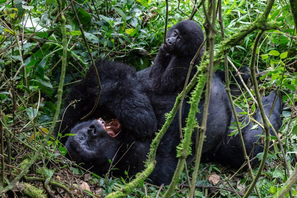 Uganda Gorilla Permit at 00: Is It Really Worth It in 2026?
