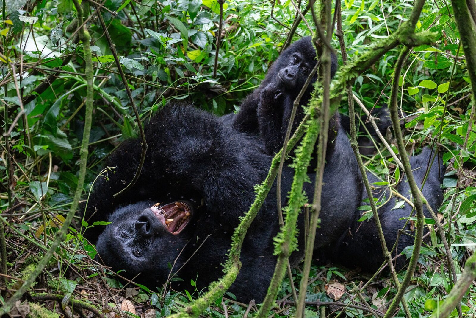 Can You Hear Gorillas Before You See Them on a Trek?