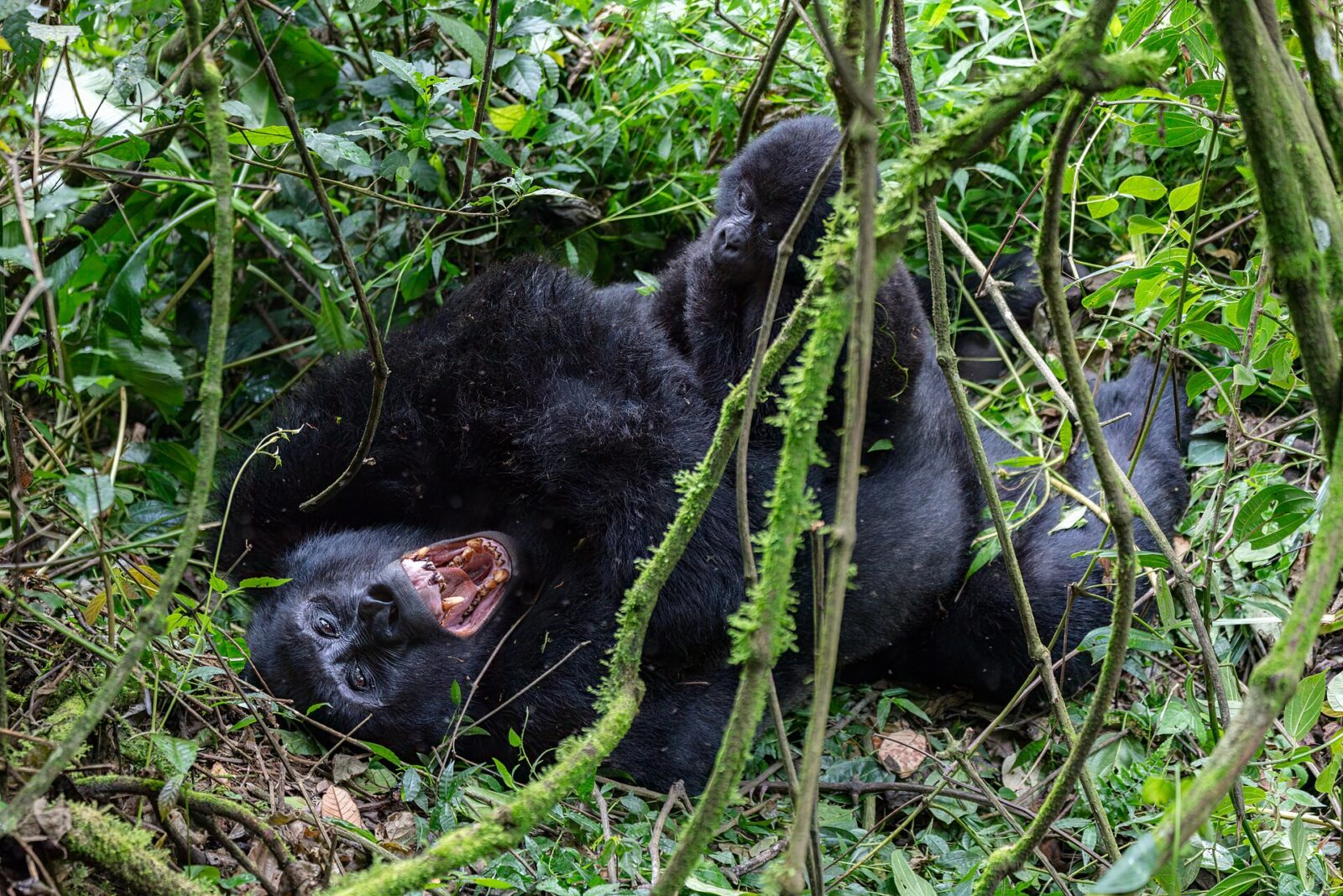 Are Gorilla Permits Getting More Expensive Every Year? Price Trends Explained