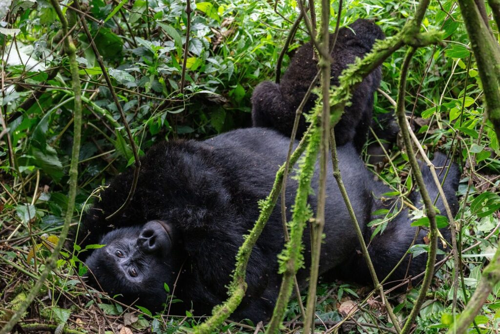 Tipping Culture for Gorilla Guides in Uganda: What to Give