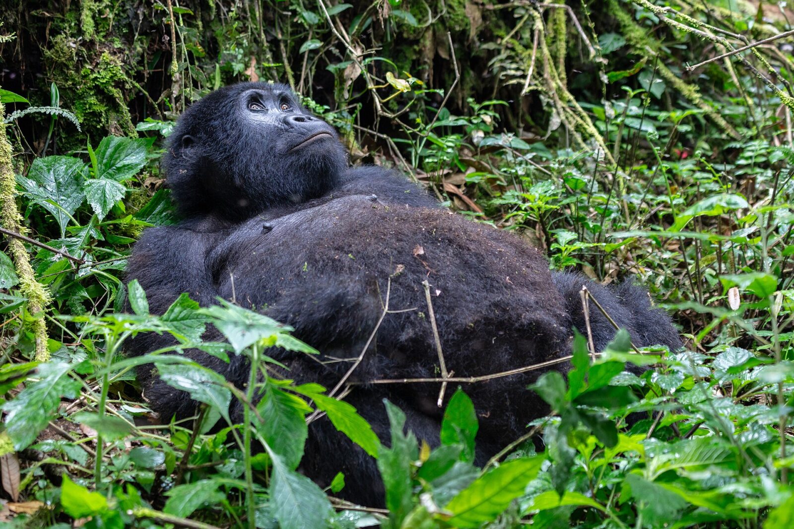 How Gorillas Raise Their Young: Motherhood in the Forest