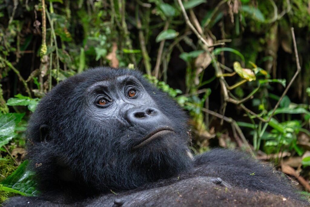 Do Gorillas Have Emotions? What Science Says