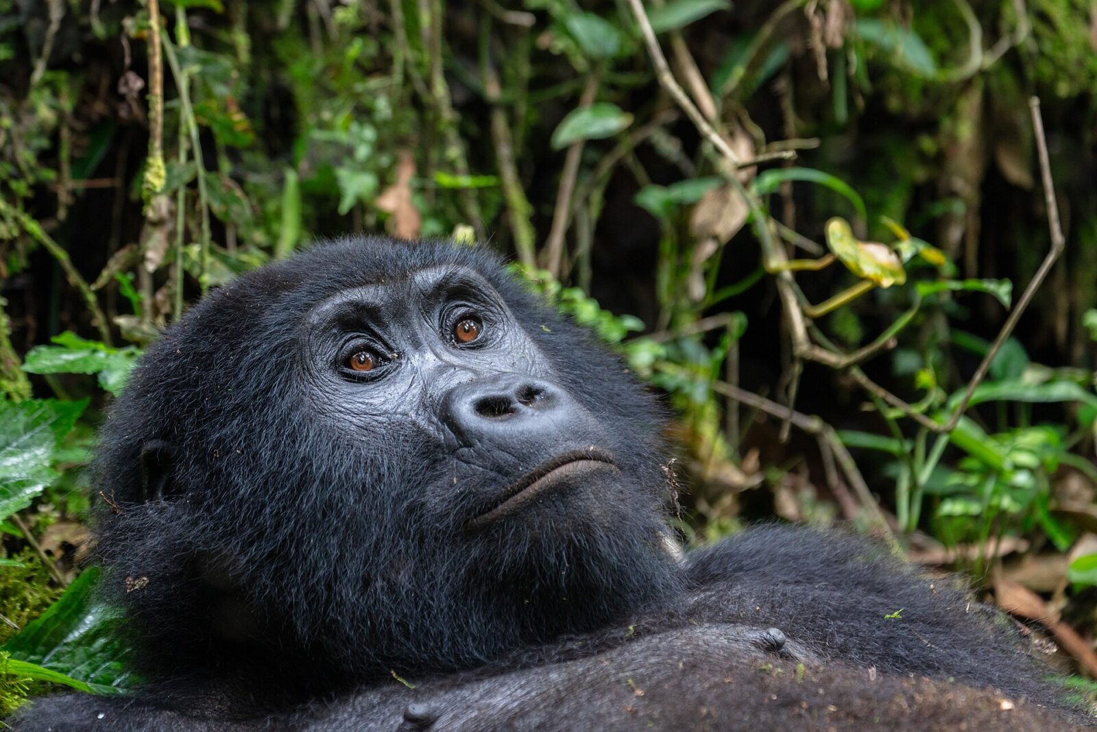 Do Gorillas Have Emotions? What Science Says