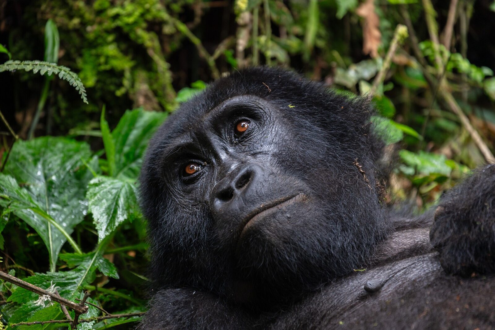 Gorilla Grooming Behaviour: Social Bonds in the Forest