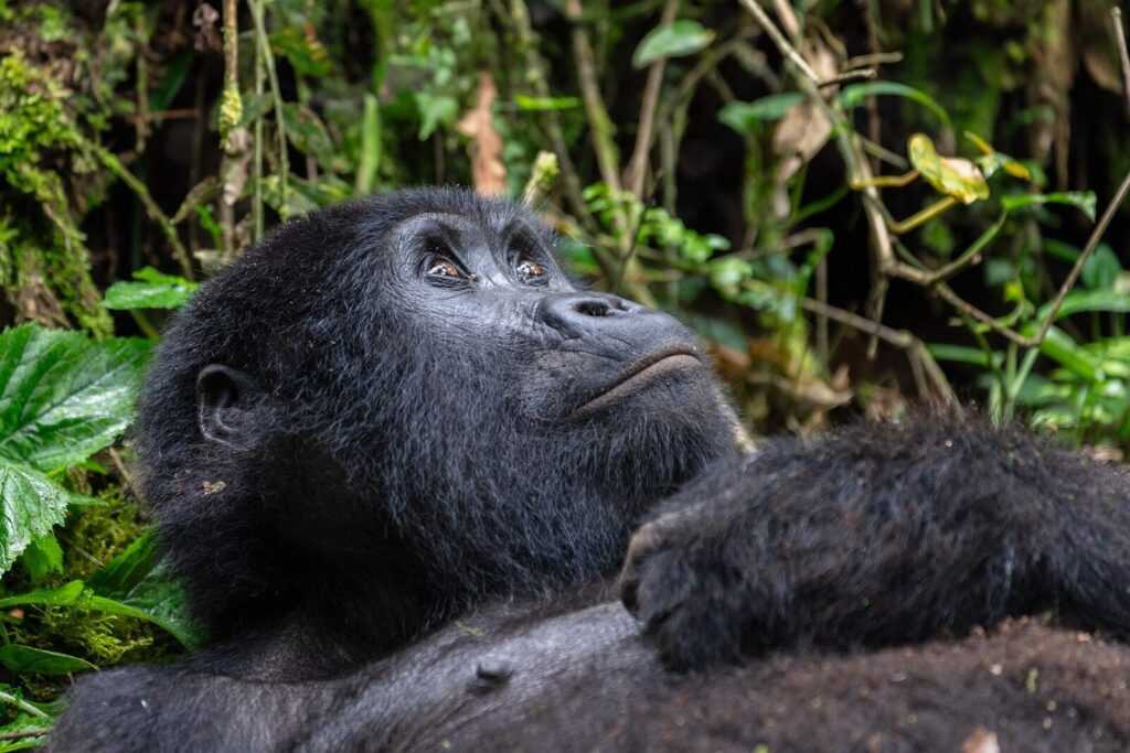 Why Gorillas Beat Their Chests: The Real Science Explained