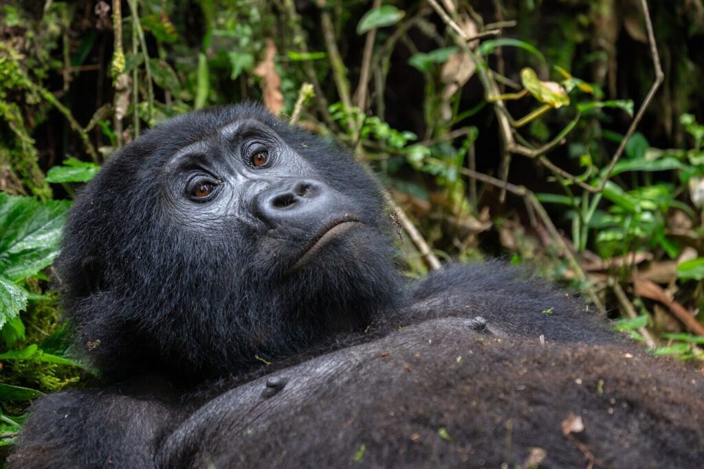 Can Gorillas Swim? The Surprising Answer About Water